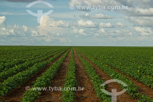  Subject: Soybean planting / Place: Baus district - Costa Rica city - Mato Grosso do Sul state (MS) - Brazil / Date: 02/2010 
