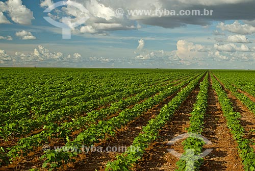  Subject: Soybean planting / Place: Baus district - Costa Rica city - Mato Grosso do Sul state (MS) - Brazil / Date: 02/2010 