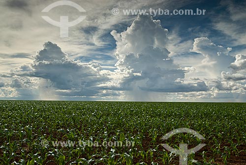  Subject:  Corn plantation in Planalto farm / Place: Baus district - Costa Rica city - Mato Grosso do Sul state (MS) - Brazil / Date: 02/2010 
