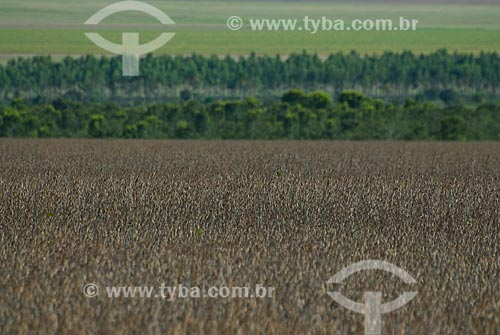  Subject: Soybean planting of native forest in the background / Place: Baus district - Costa Rica city - Mato Grosso do Sul state (MS) - Brazil / Date: 02/2010 