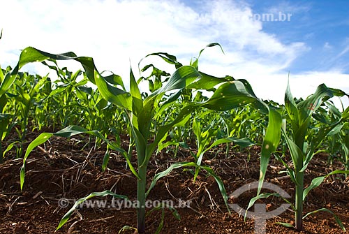  Subject:  Corn plantation / Place: Baus district - Costa Rica city - Mato Grosso do Sul state (MS) - Brazil / Date: 02/2010 