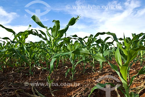  Subject: Corn plantation  / Place: Baus district - Costa Rica city - Mato Grosso do Sul state (MS) - Brazil / Date: 02/2010 