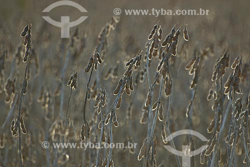  Subject: Soybean pod / Place: Baus district - Costa Rica city - Mato Grosso do Sul state (MS) - Brazil / Date: 02/2010 