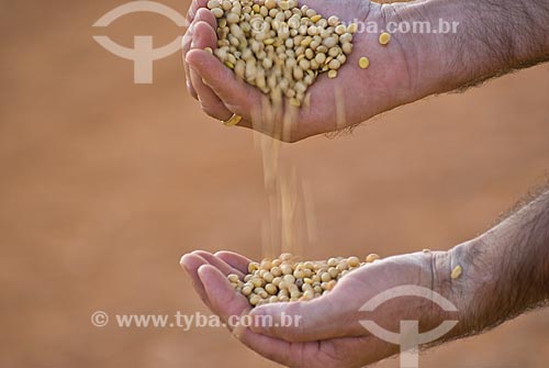  Subject: Hands with soybeans grains / Place: Diamantino city - Mato Grosso state (MT) - Brasil / Date: 02/2010 