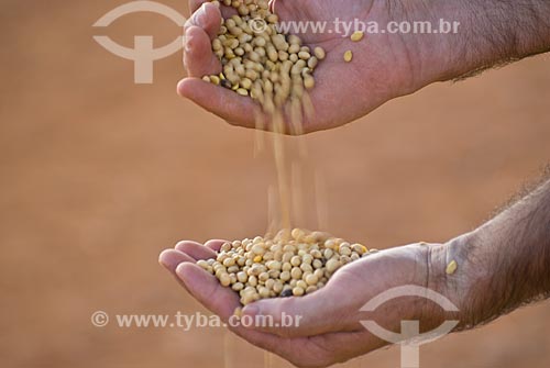  Subject: Hands with soybeans grains / Place: Diamantino city - Mato Grosso state (MT) - Brasil / Date: 02/2010 