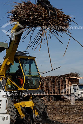  Subject: Mechanical harvesting of sugar cane / Place: Campos dos Goytacazez city - Rio de Janeiro state (RJ) - Brazil / Date: 07/2007 