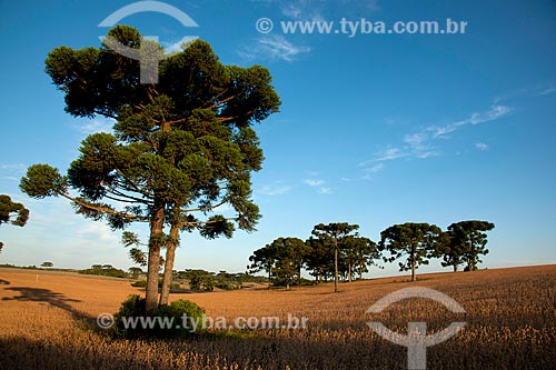  Subject: Soybean planting with Araucarias / Place: Gentil city - Rio Grande do Sul state (RS) - Brazil / Date: 04/2011 