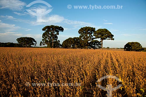  Subject: Soybean planting with Araucarias / Place: Gentil city - Rio Grande do Sul state (RS) - Brazil / Date: 04/2011 