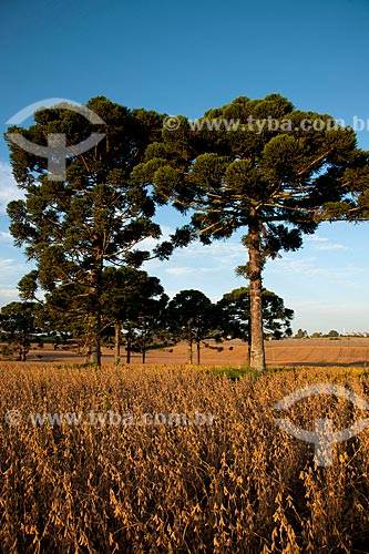  Subject: Soybean planting with Araucarias / Place: Gentil city - Rio Grande do Sul state (RS) - Brazil / Date: 04/2011 