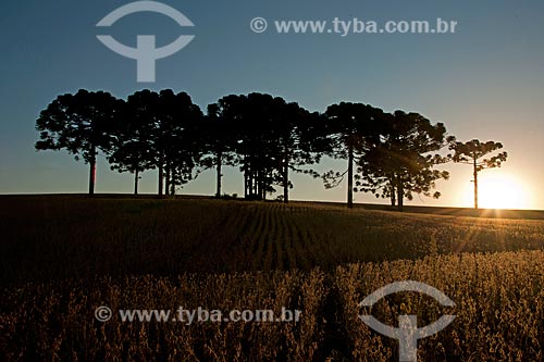  Subject: Soybean planting with Araucarias / Place: Gentil city - Rio Grande do Sul state (RS) - Brazil / Date: 04/2011 