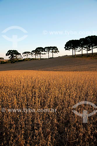  Subject: Soybean planting with Araucarias / Place: Gentil city - Rio Grande do Sul state (RS) - Brazil / Date: 04/2011 