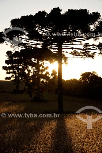  Subject: Soybean planting with Araucarias / Place: Gentil city - Rio Grande do Sul state (RS) - Brazil / Date: 04/2011 