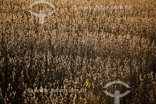  Subject: Soybean planting / Place: Lagoa Vermelha city - Rio Grande do Sul state (RS) - Brazil / Date: 04/2011 