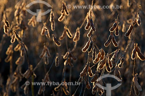  Subject: Soybean planting ready for harvest / Place: Gentil city - Rio Grande do Sul state (RS) - Brazil / Date: 04/2011 