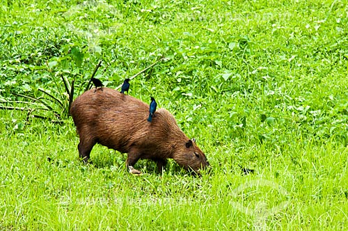  Subject: Capybara (Hydrochoerus hydrochaeris)   / Place: Corumba city - Mato Grosso do Sul state (MS) - Brazil / Date: 10/2010 