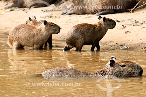  Subject: Capybaras (Hydrochoerus hydrochaeris) in the edge of Miranda River / Place: Corumba city - Mato Grosso do Sul state (MS) - Brazil / Date: 10/2010 