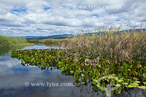  Subject: Landscape in the flooded Marimbu - Known as the Chapada Diamantina pantanal / Place: Bahia state (BA) - Brazil / Date: 07/2011 