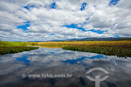  Subject: Landscape in the flooded Marimbu - Known as the Chapada Diamantina pantanal / Place: Bahia state (BA) - Brazil / Date: 07/2011 