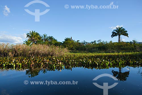 Subject: Landscape in the flooded Marimbu - Known as the Chapada Diamantina pantanal / Place: Bahia state (BA) - Brazil / Date: 07/2011 