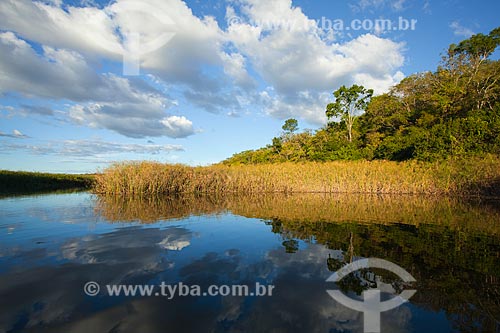  Subject: Landscape in the flooded Marimbu - Known as the Chapada Diamantina pantanal / Place: Bahia state (BA) - Brazil / Date: 07/2011 