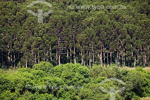  Subject: Araucaria Forest   / Place: Passo Fundo city - Rio Grande do Sul state (RS) - Brazil / Date: 04/2011 