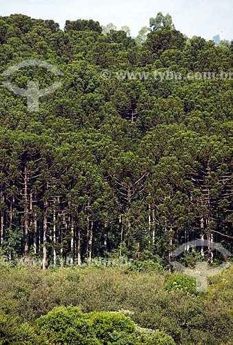  Subject: Araucaria Forest   / Place: Passo Fundo city - Rio Grande do Sul state (RS) - Brazil / Date: 04/2011 