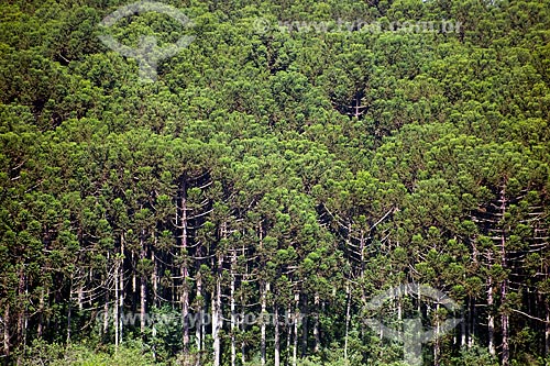  Subject: Araucaria Forest   / Place: Passo Fundo city - Rio Grande do Sul state (RS) - Brazil / Date: 04/2011 