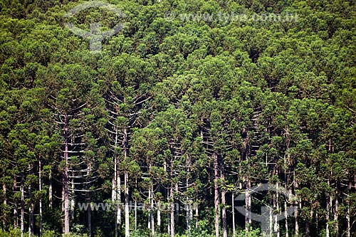  Subject: Araucaria Forest   / Place: Passo Fundo city - Rio Grande do Sul state (RS) - Brazil / Date: 04/2011 