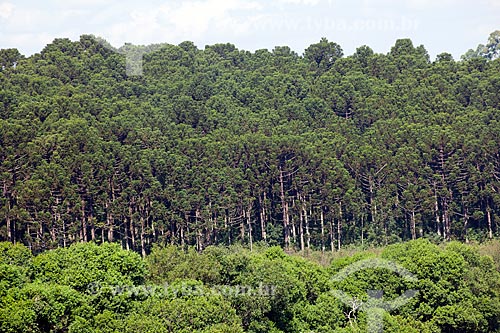  Subject: Araucaria Forest   / Place: Passo Fundo city - Rio Grande do Sul state (RS) - Brazil / Date: 04/2011 