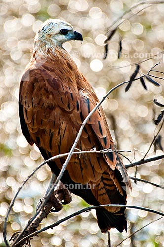  Subject: Black-collared Hawk (Busarellus nigricollis) / Place: Corumba city - Mato Grosso do Sul state (MS) - Brazil / Date: 10/2010 