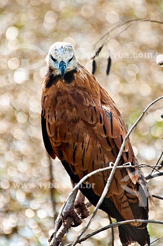  Subject: Black-collared Hawk (Busarellus nigricollis) / Place: Corumba city - Mato Grosso do Sul state (MS) - Brazil / Date: 10/2010 