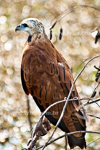  Subject: Black-collared Hawk (Busarellus nigricollis) / Place: Corumba city - Mato Grosso do Sul state (MS) - Brazil / Date: 10/2010 