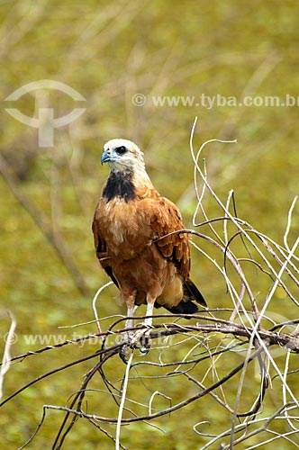  Subject: Black-collared Hawk (Busarellus nigricollis) / Place: Corumba city - Mato Grosso do Sul state (MS) - Brazil / Date: 10/2010 