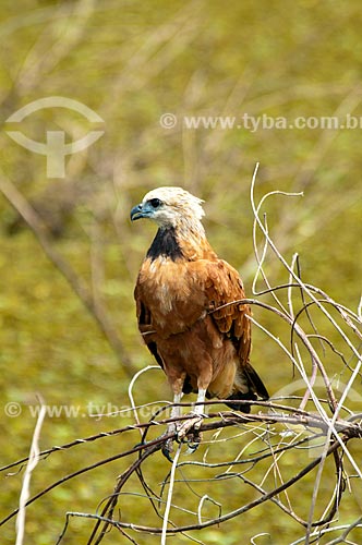  Subject: Black-collared Hawk (Busarellus nigricollis) / Place: Corumba city - Mato Grosso do Sul state (MS) - Brazil / Date: 10/2010 