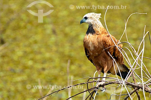  Subject: Black-collared Hawk (Busarellus nigricollis) / Place: Corumba city - Mato Grosso do Sul state (MS) - Brazil / Date: 10/2010 