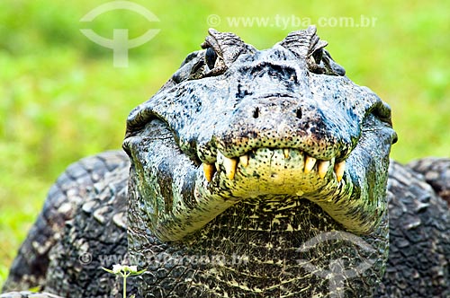  Subject: Yacare Caiman (Caiman yacare) / Place: Corumba city - Mato Grosso do Sul state (MS) - Brazil / Date: 10/2010 