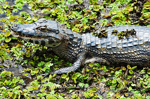  Subject: Yacare Caiman (Caiman yacare) / Place: Corumba city - Mato Grosso do Sul state (MS) - Brazil / Date: 10/2010 