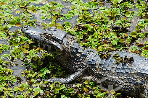  Subject: Yacare Caiman (Caiman yacare) / Place: Corumba city - Mato Grosso do Sul state (MS) - Brazil / Date: 10/2010 