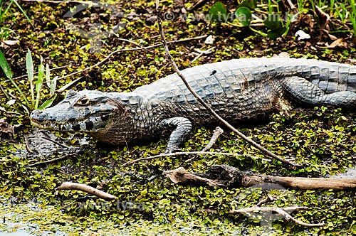  Subject: Yacare Caiman (Caiman yacare) / Place: Corumba city - Mato Grosso do Sul state (MS) - Brazil / Date: 10/2010 