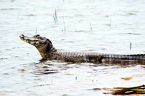  Subject: Yacare Caiman (Caiman yacare) / Place: Corumba city - Mato Grosso do Sul state (MS) - Brazil / Date: 10/2010 