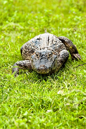  Subject: Yacare Caiman (Caiman yacare) / Place: Corumba city - Mato Grosso do Sul state (MS) - Brazil / Date: 10/2010 
