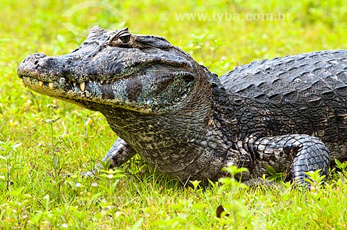  Subject: Yacare Caiman (Caiman yacare) / Place: Corumba city - Mato Grosso do Sul state (MS) - Brazil / Date: 10/2010 