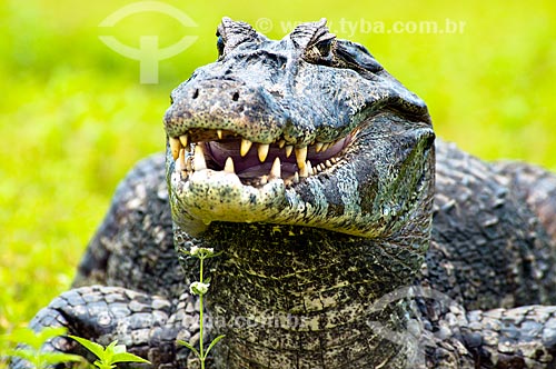  Subject: Yacare Caiman (Caiman yacare) / Place: Corumba city - Mato Grosso do Sul state (MS) - Brazil / Date: 10/2010 