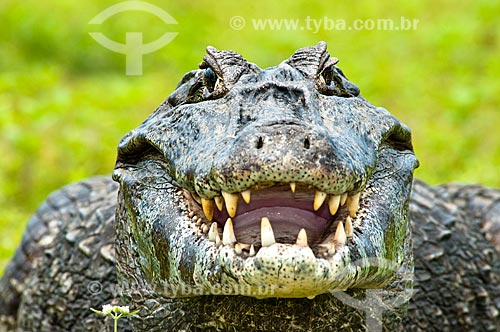  Subject: Yacare Caiman (Caiman yacare) / Place: Corumba city - Mato Grosso do Sul state (MS) - Brazil / Date: 10/2010 