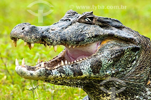  Subject: Yacare Caiman (Caiman yacare) / Place: Corumba city - Mato Grosso do Sul state (MS) - Brazil / Date: 10/2010 