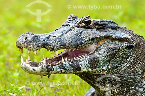  Subject: Yacare Caiman (Caiman yacare) / Place: Corumba city - Mato Grosso do Sul state (MS) - Brazil / Date: 10/2010 