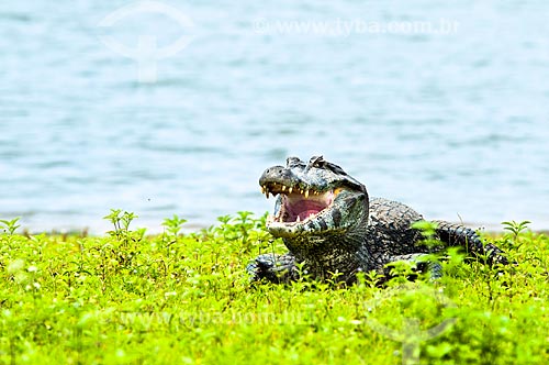  Subject: Yacare Caiman (Caiman yacare) / Place: Corumba city - Mato Grosso do Sul state (MS) - Brazil / Date: 10/2010 
