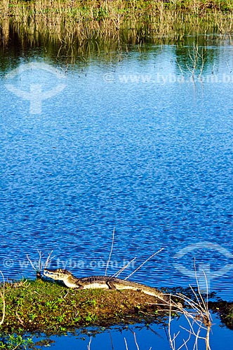  Subject: Yacare Caiman (Caiman yacare) / Place: Corumba city - Mato Grosso do Sul state (MS) - Brazil / Date: 10/2010 