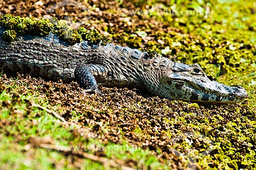  Subject: Yacare Caiman (Caiman yacare) / Place: Corumba city - Mato Grosso do Sul state (MS) - Brazil / Date: 10/2010 