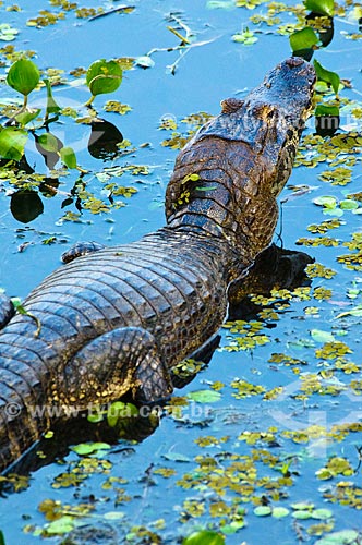  Subject: Yacare Caiman (Caiman yacare) / Place: Corumba city - Mato Grosso do Sul state (MS) - Brazil / Date: 10/2010 
